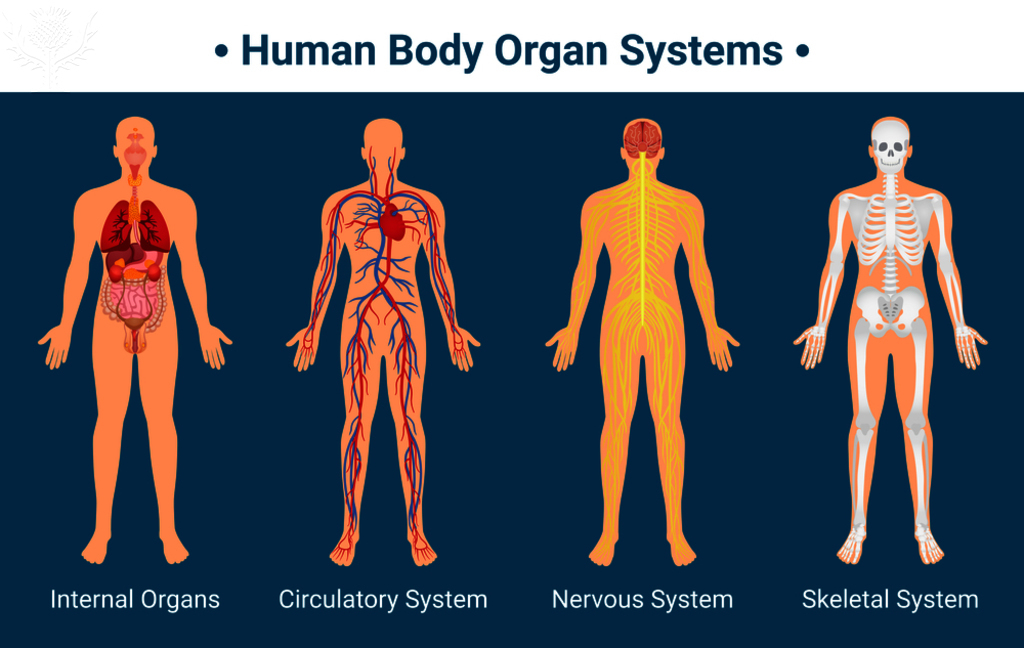 body organ systems