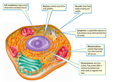 All About Cells
