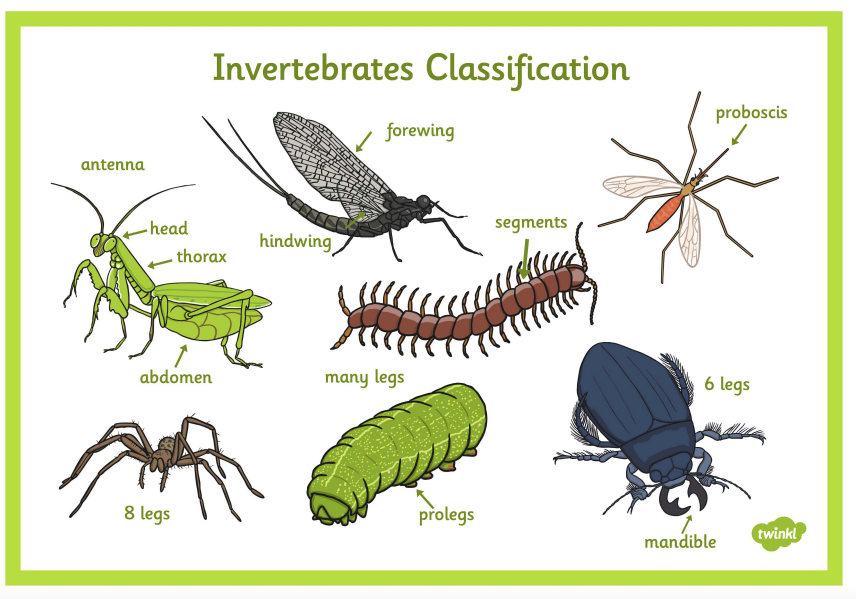 invertebrates classification