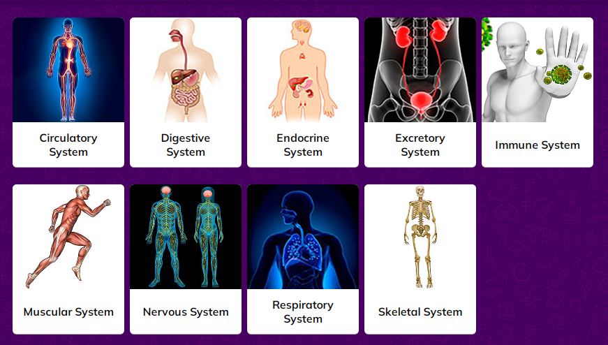 body systems interactive