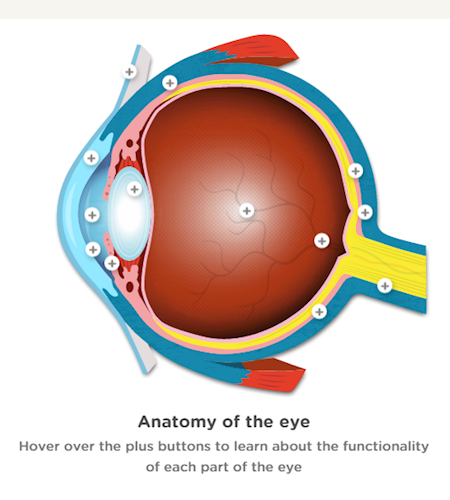 interactive human body: interactive eye