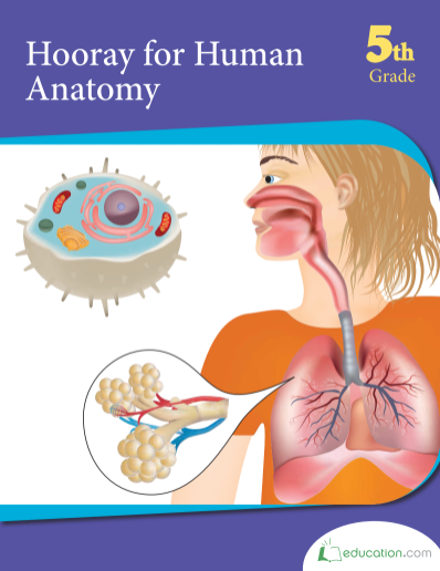 human anatomy workbook
