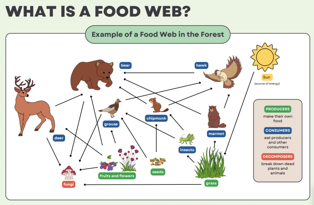food chains and food webs