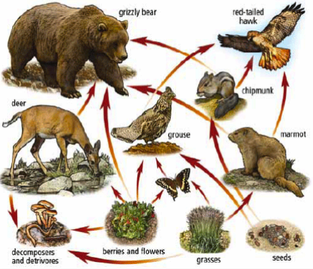 Food Chain Fun: Picture Books and Activities for Learning About the Circle of Life