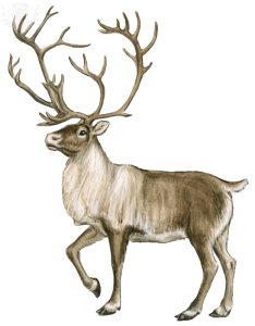 caribou facts