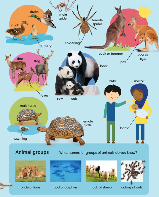 names for adult and baby animals
