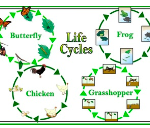 Exploring Life Cycles: Free Printables and Activities