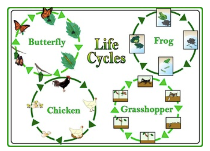 life cycles diagrams