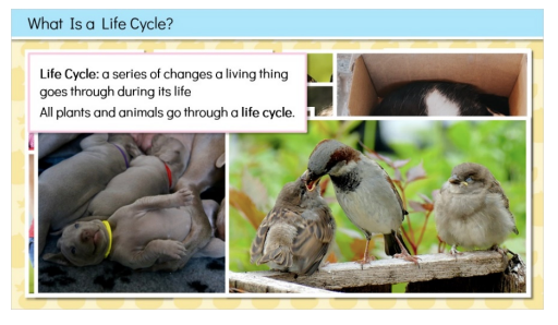 animal life cycles