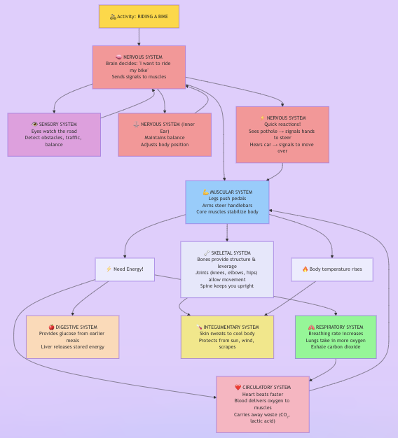 riding a bike flow chart - human body systems